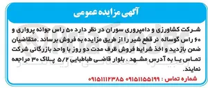 تصویر کوچک آگهی فروش ۵۰ راس جوانه پرواری و ۶۰ راس گوساله نر قطع شیر 