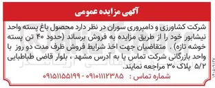 تصویر کوچک آگهی فروش حدود ۴۰ تن پسته خوشه تازه