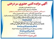 تصویر کوچک آگهی فروش محصولات سر درختی (کله قوچی و غیره)
