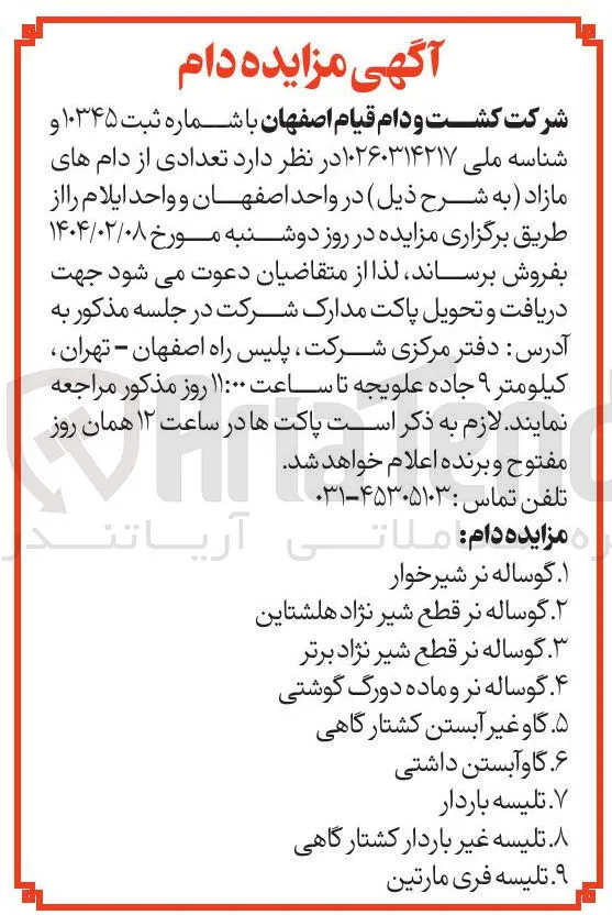 تلیسه باردار 
