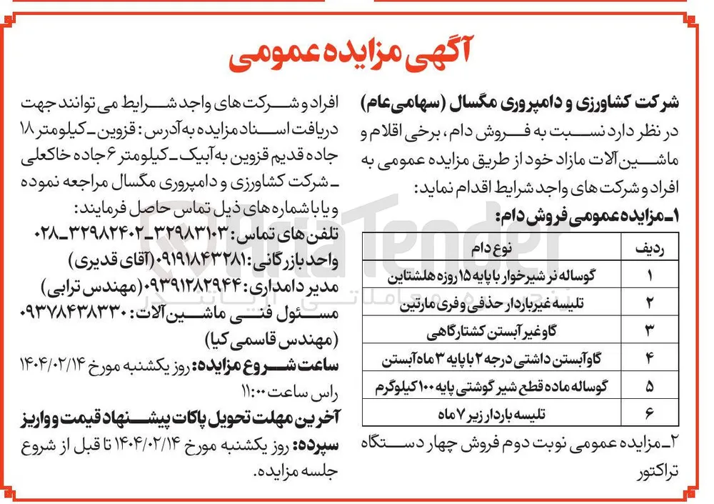 گوساله نر شیرخوار با پایه ۱۵ روزه هلشتاین 
