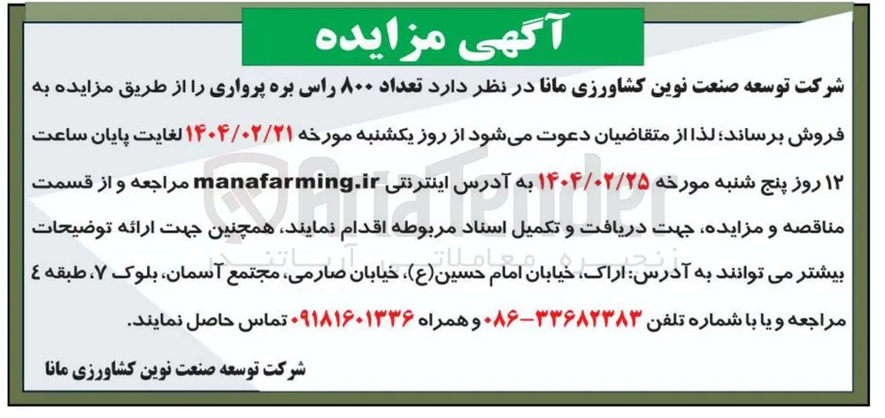 تعداد ۸۰۰ راس بره پرواری 
