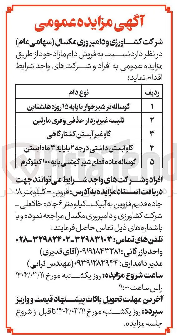 گوساله نر شیرخوار با پایه ۱۵ روزه هلشتاین 
