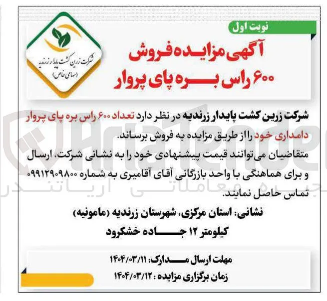  تعداد ۶۰۰ راس بره پای پروار