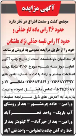 فروش حدود ۳۶ راس ماده گاو حذفی و حدود ۱۲ راس تلیسه حذفی نژاد هلشتاین
