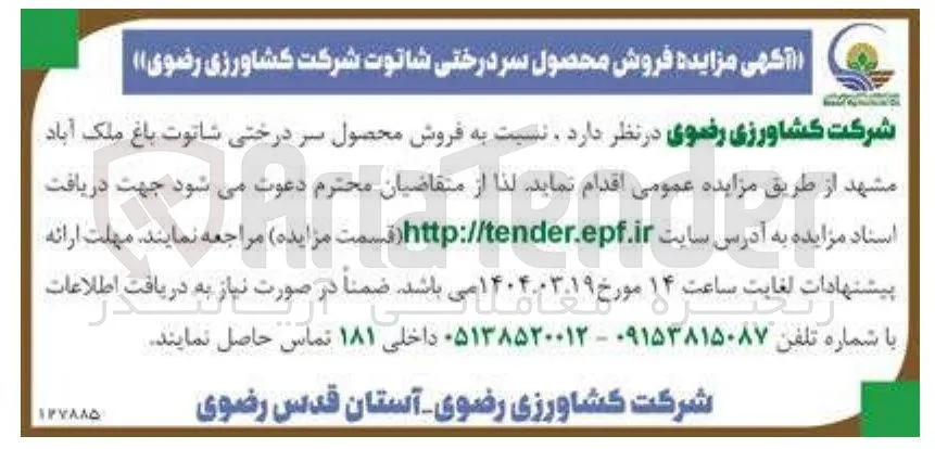 فروش محصول سر درختی شاتوت