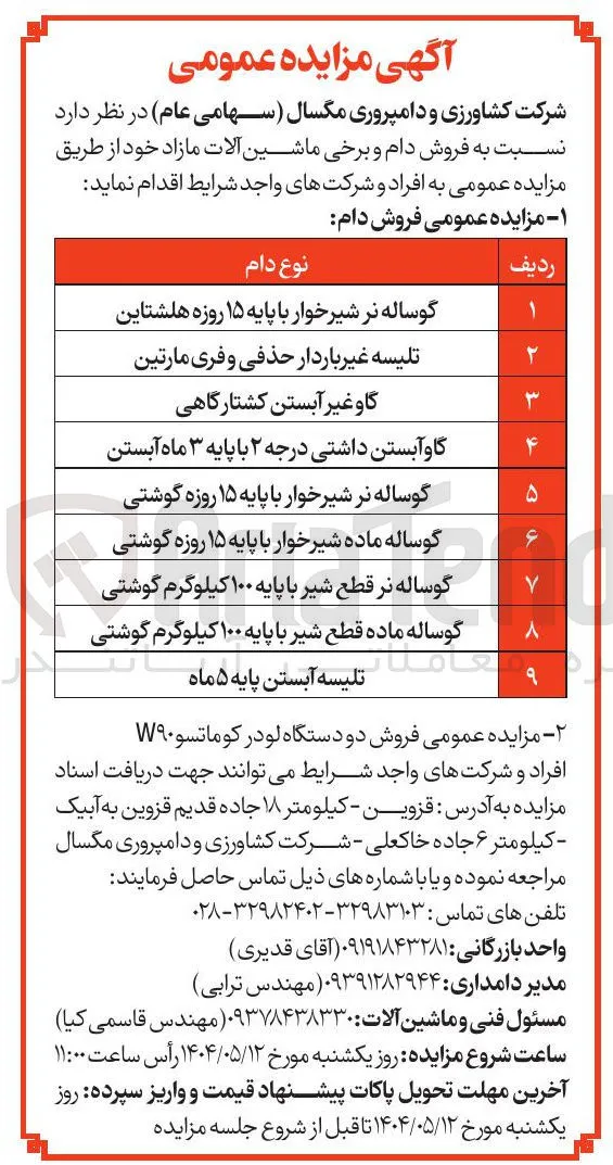 گوساله نر شیرخوار با پایه ۱۵ روزه هلشتاین 
