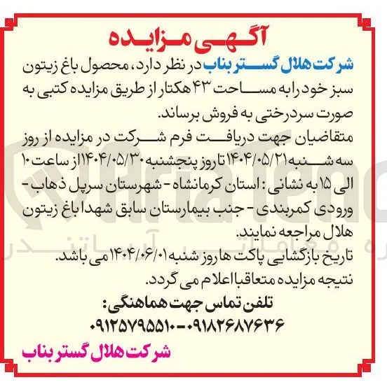  محصول باغ زیتون سبز خود را به مساحت ۴۳ هکتار