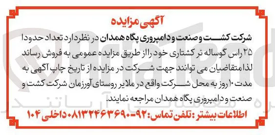 فروش تعداد حدودا ۲۵ راس گوساله نر کشتاری 