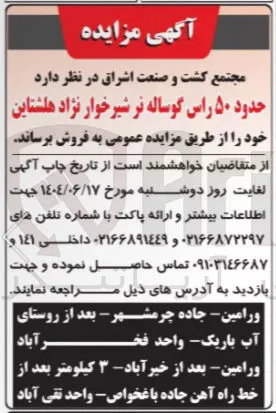 حدود ۵۰ راس گوساله نر شیرخوار نژاد هلشتاین