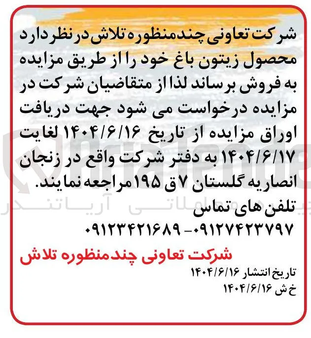 فروش محصول زیتون باغ 