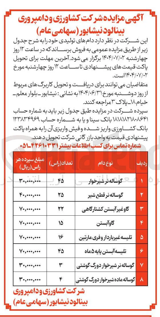 گوساله ماده شیرخوار دورگ گوشتی 
