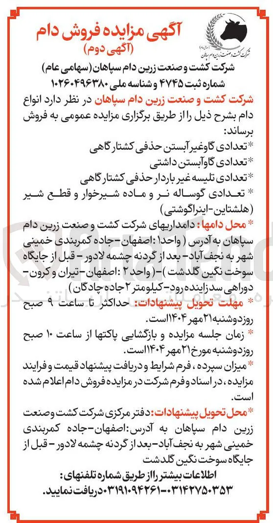 تعدادی گوساله نر و ماده شیرخوار و قطع شیر هلشتاین - اینرا گوشتی 
