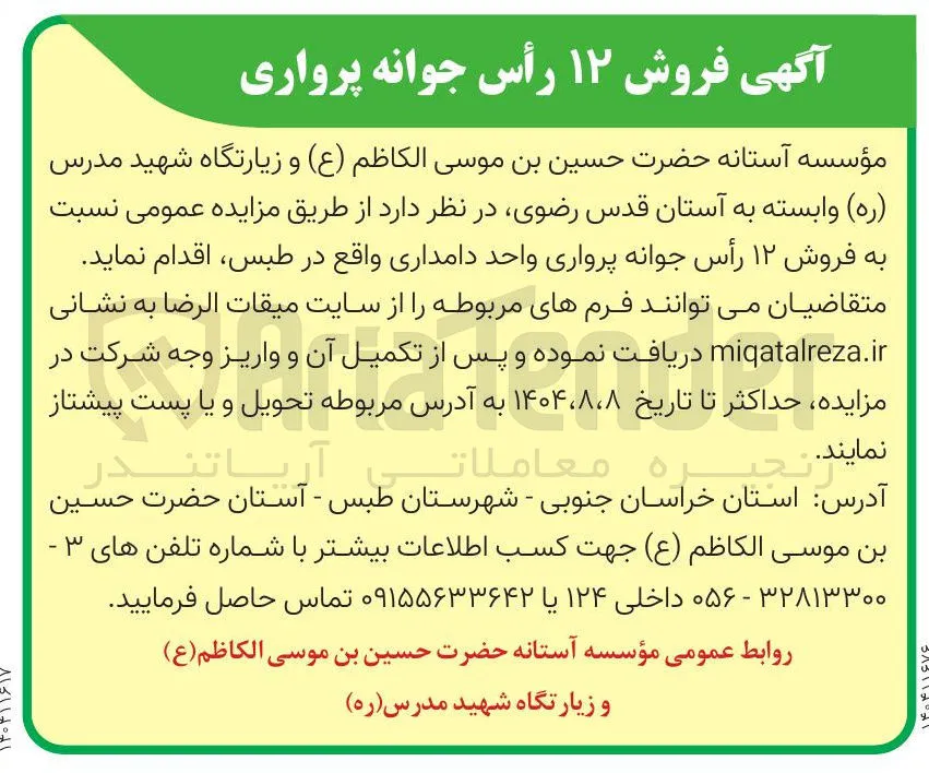  فروش ۱۲ رأس جوانه پرواری 
