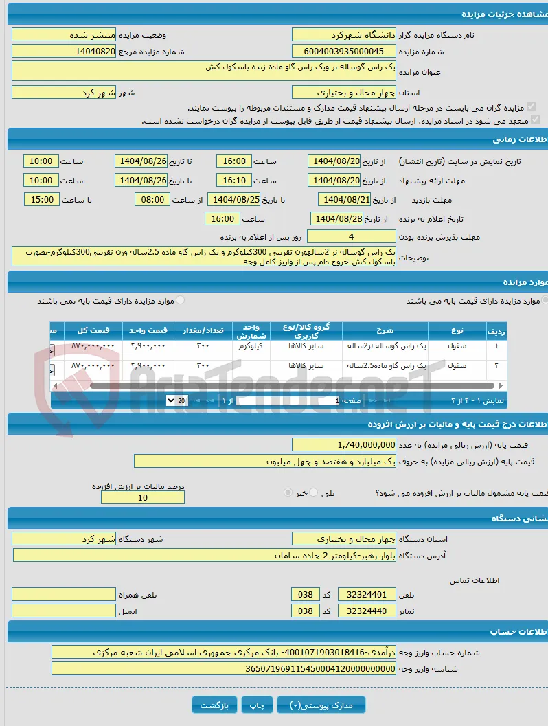 یک راس گوساله نر ویک راس گاو ماده-زنده باسکول کش