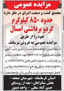 حدود ۸۵۰ کیلوگرم گردو برداشتی امسال