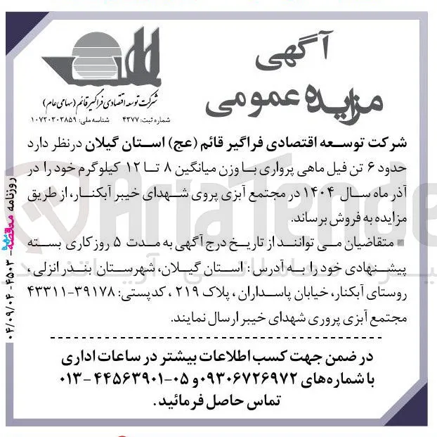 فروش حدود ۶ تن فیل ماهی پرواری با وزن میانگین ۸ تا ۱۲ کیلوگرم 