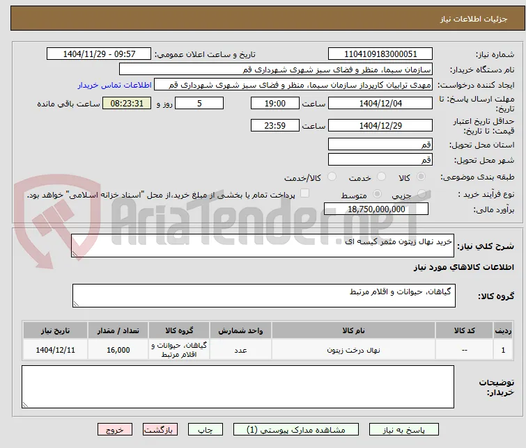 خرید نهال زیتون مثمر کیسه ای