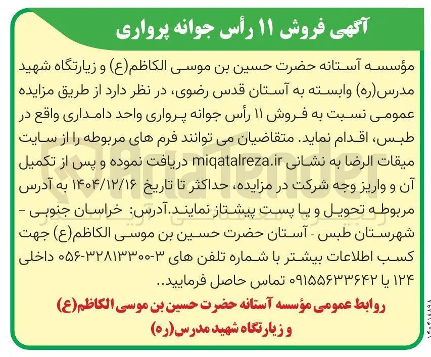 فروش ۱۱ رأس جوانه پرواری