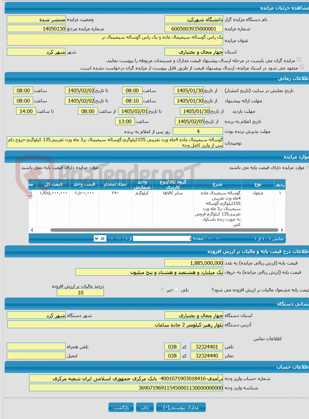 یک راس گوساله سیمینتال ماده و یک راس گوساله سیمینتال نر