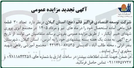 فروش تعداد ۳۰ قطعه فیل ماهی آماده استحصال 