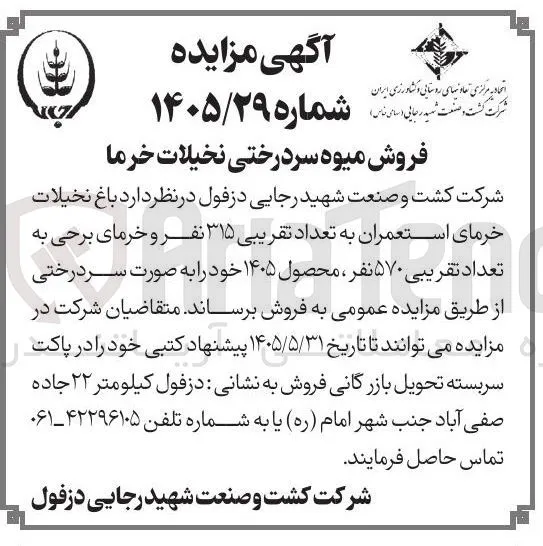 فروش میوه سردرختی نخیلات خرما