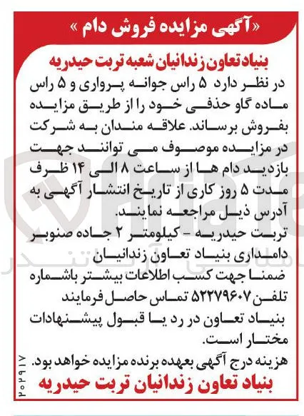 فروش ۵ راس جوانه پروراری و ۵ راس ماده گاو حذفی