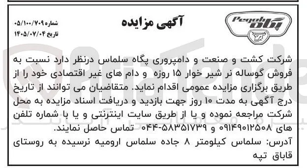 فروش گوساله نر شیر خوار ۱۵ روزه و دام های غیر اقتصادی